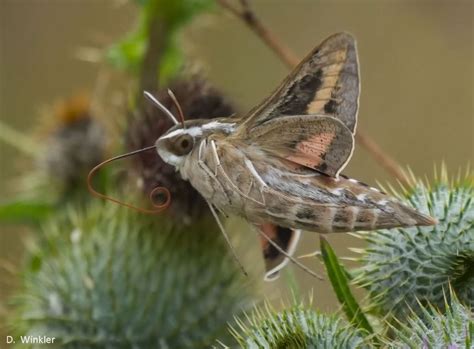 They’re not hummingbirds, but giant sphinx moths appearing all around the Bay